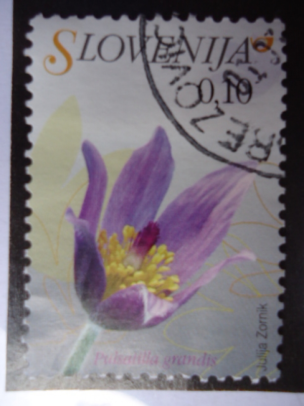 Flora Eslovena-Pulsatilla grandis
