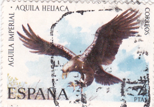 Aguila Imperial-FAUNA HISPÁNICA  (y)