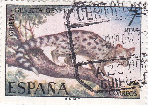 Gineta-FAUNA HISPÁNICA  (y)