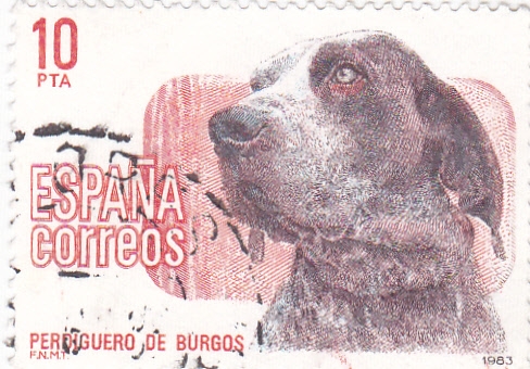 Perdiguero de Burgos    (y)