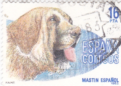 Mastín Español     (y)