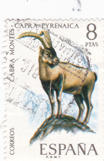 FAUNA HISPÁNICA- Cabra Montés  (y)