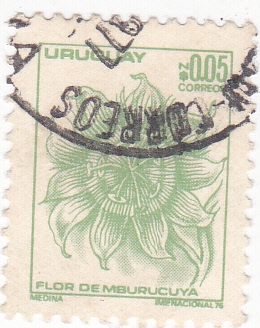 Flor de Mburucuya