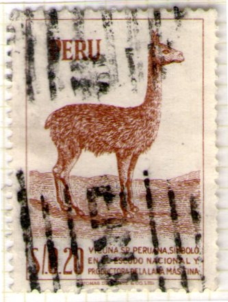9 Vicuna peruana
