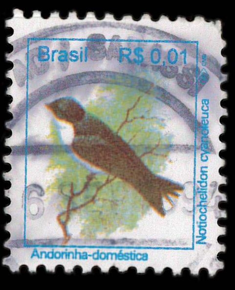 andorinha domestica