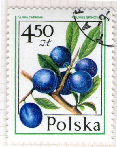 58 Prunus spinosa
