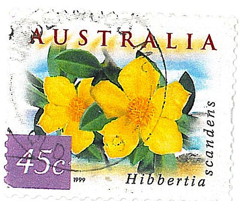 Hibbertia scandens. Flores amarillas