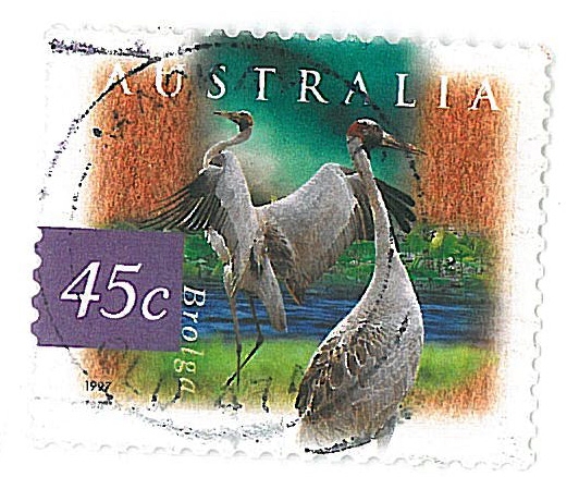 Brolga