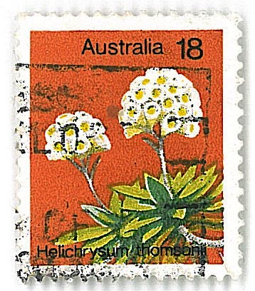 Helichrysum thomson