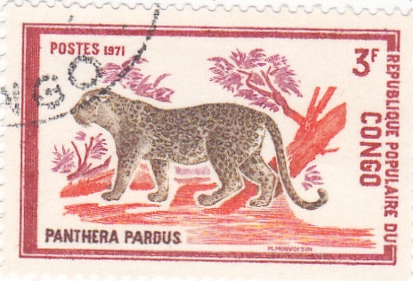 PANTERA PARDA