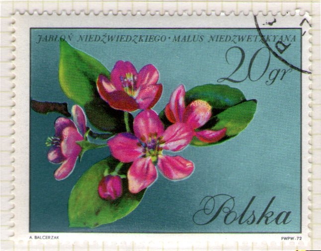 249 Flora