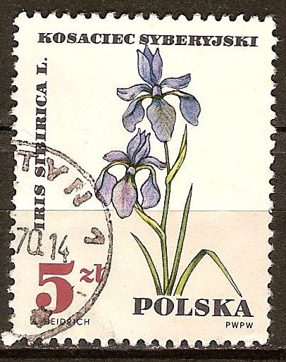 Iris sibirica 