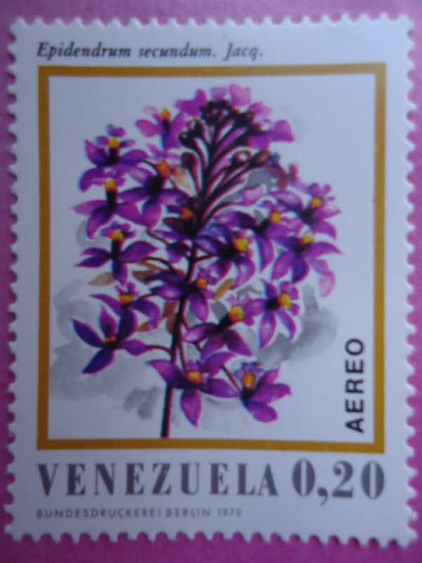 Flora Venezolana-Epidendrum Secundum. Jacq