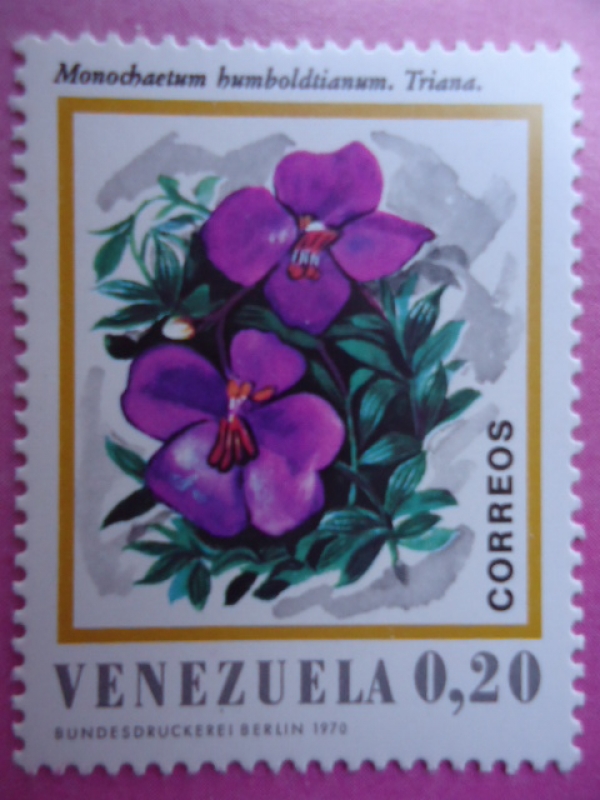 Flora Venezolana- Monochaetum humboldtianum. Triana