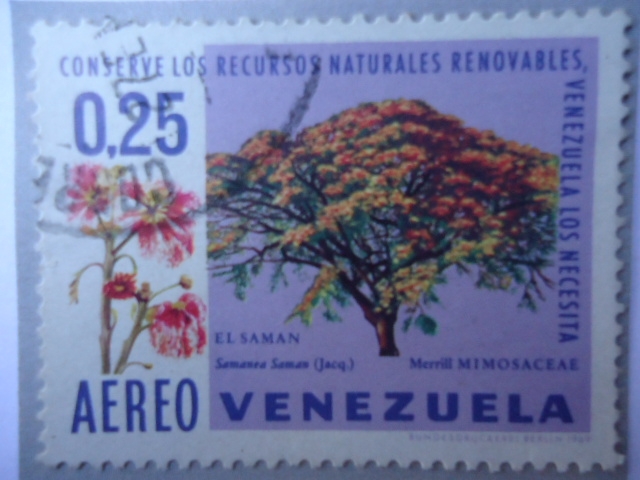 Conserve los Recursos Naturales Renovables,Venezuela los necesita-¨El Samán¨Merrill Mimosaceae.