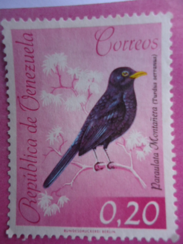 Paraulata Montañera - Zorzal Negro Brillante (Turdus Serranus)- Serie:Fauna V/zolana.