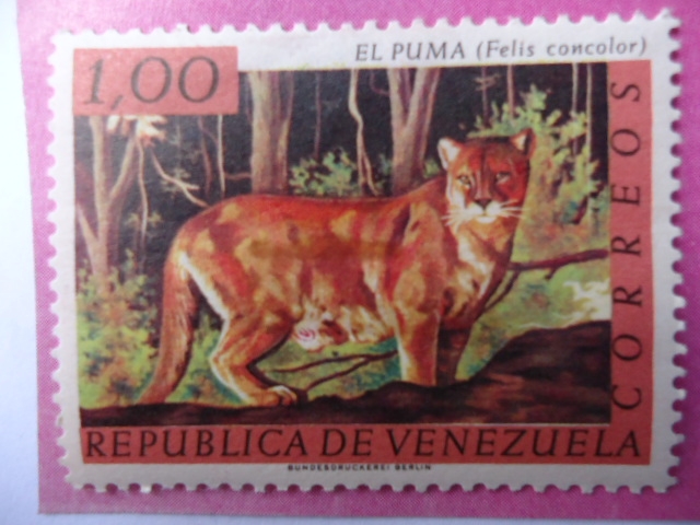 El Puma- Felis concolor