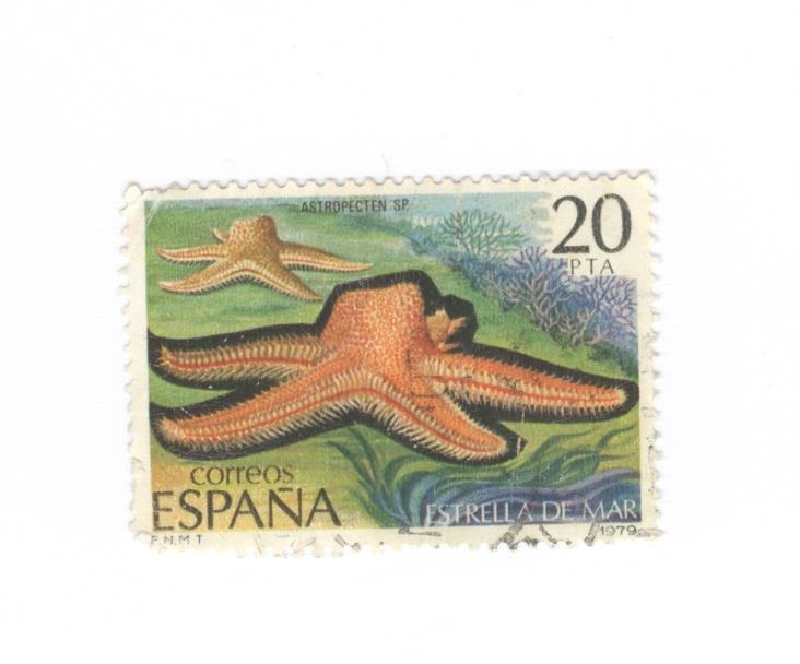 Estrella de mar