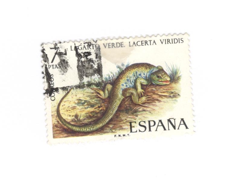 Lagarto verde