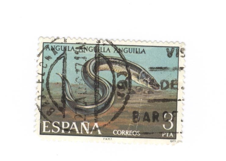 Edifil 2405.Anguila (intercambio)