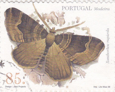Madeira- Mariposa