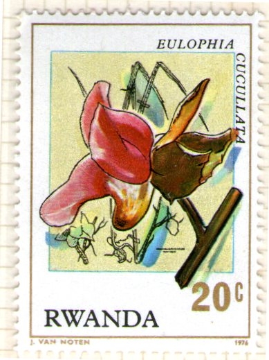 17 Eulophia cucallata