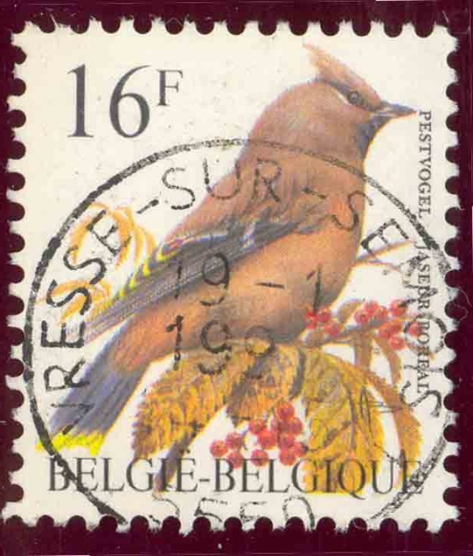 1994 Waxwing Boreal - Ybert:2534