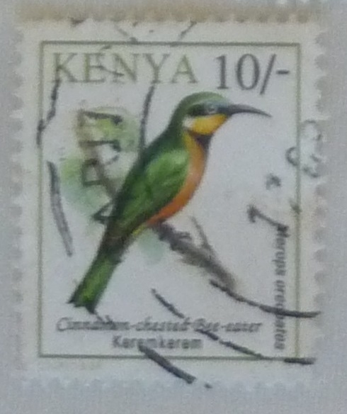 Cinnamon-chested Bee-eater
