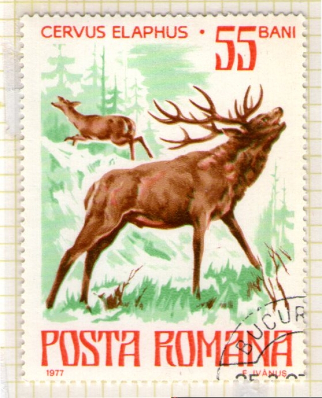 86 Cervus elaphus