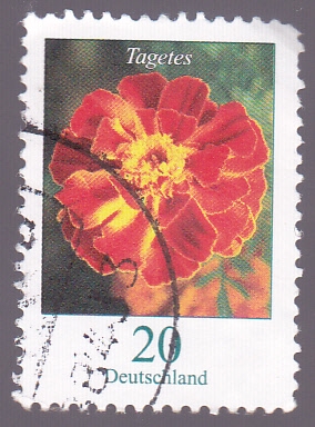 Flor- Tagetes