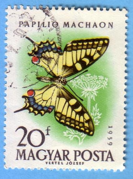 Papilio Machaon