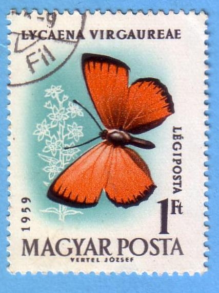 Lycaena Virgaureae