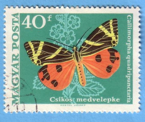 Csikos medvelepke