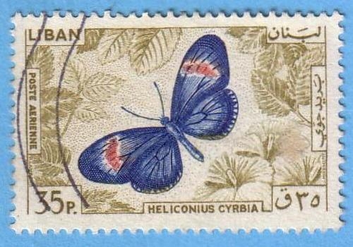 Heliconius cyrbia