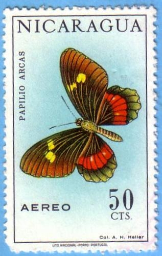 Papilio Arcas