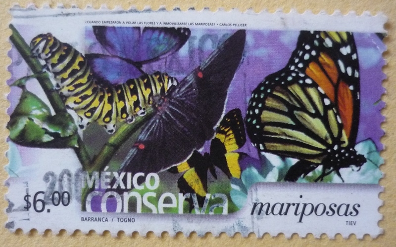 México conserva - mariposas
