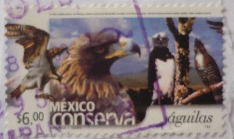 México conserva - águilas