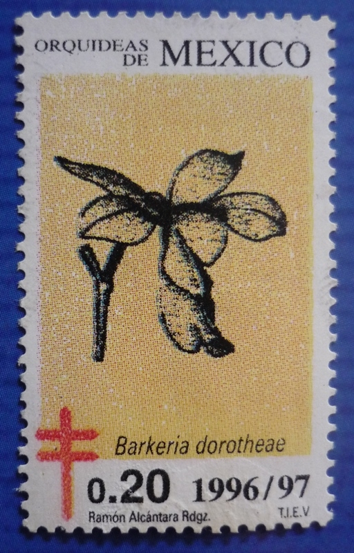 Orquídea 