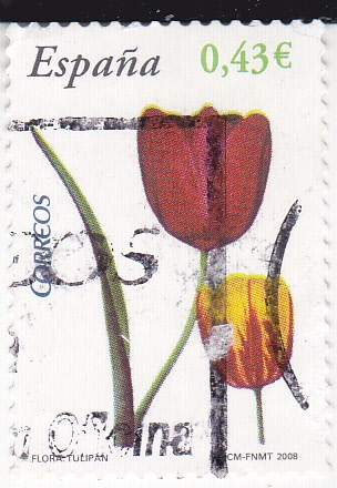 Flora-Tulipan  (3)