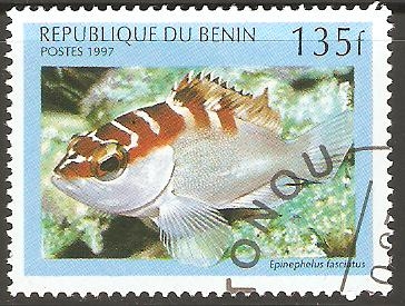 EPINEPHELUS  FASCIATUS