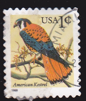 Ave- American Kestrel