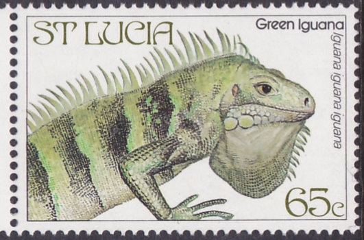 Iguana verde