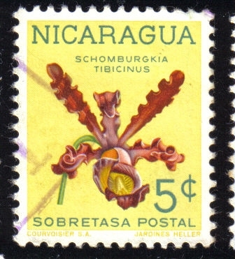 Schomburgkía Tibicinus