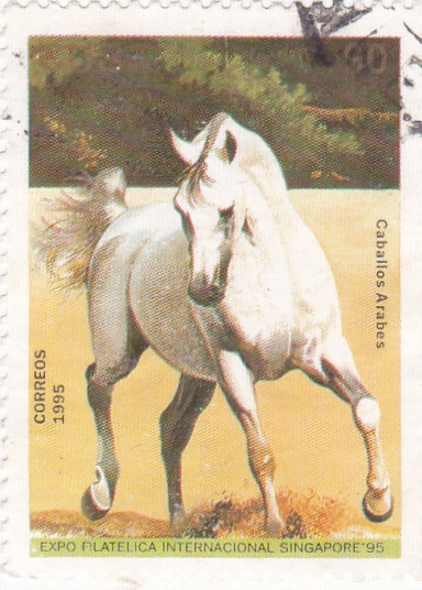 Caballo Arabe