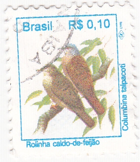 Aves- Columbina talpacoti