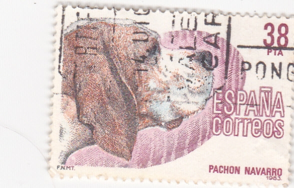 Pachón Navarro- Perros de raza españoles    (4)
