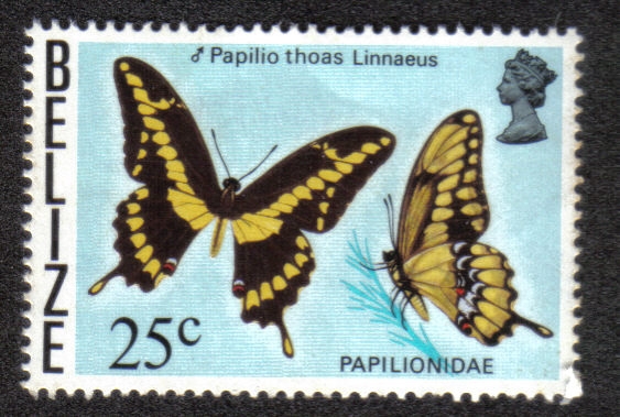 Papilio Thoas Linnaeus