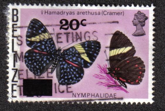 Hamadryas Arethusa