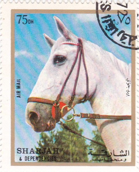 SHARJAH- Caballo de Raza