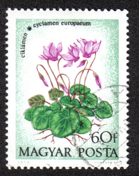 Europaeum Cyclamen